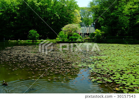 Green park Green park 30157543