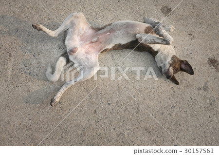 The dog enjoying on the road , Concept Happy , fre 30157561