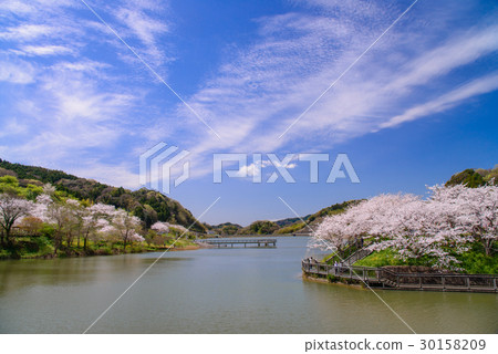 [千葉縣] Sakuma水壩湖，水上公園裡的櫻花 30158209