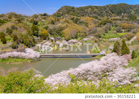 [Chiba Prefecture] Sakuma dam lake, cherry blossoms in water park 30158221