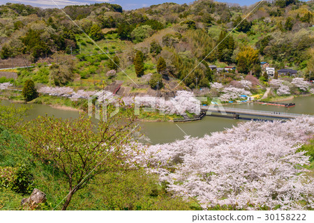 [Chiba Prefecture] Sakuma dam lake, cherry blossoms in water park 30158222