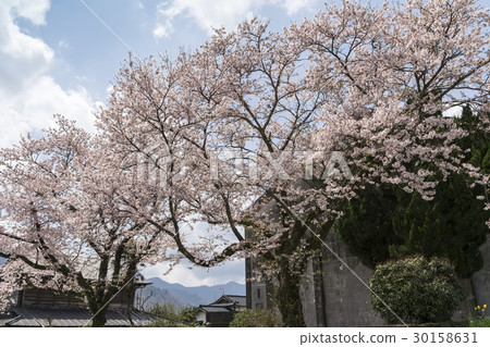 Sakura in front of Shirakawa station in Minami-Aso 30158631