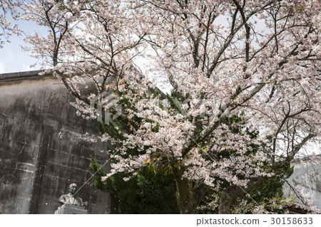 Sakura in front of Shirakawa station in Minami-Aso 30158633