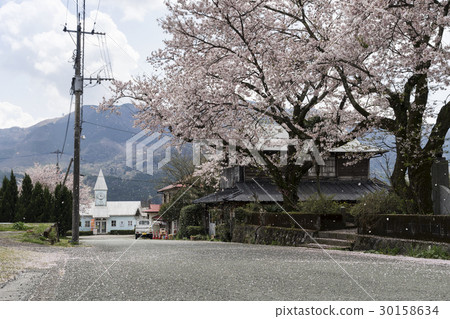Sakura in front of Shirakawa station in Minami-Aso 30158634