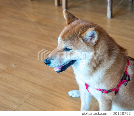 Cute Shiba dog on floor 30158792