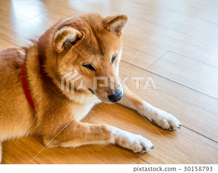Cute Shiba dog on floor 30158793