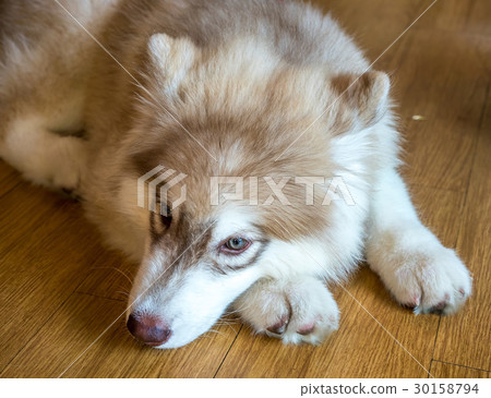Cute baby husky dog lay on floor 30158794