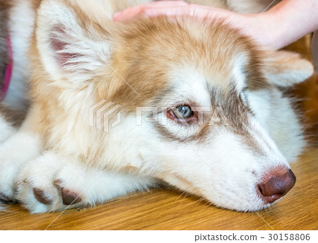Cute dog with touching hand Cute dog with touching hand 30158806