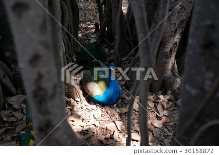 South Indian peacock 30158872