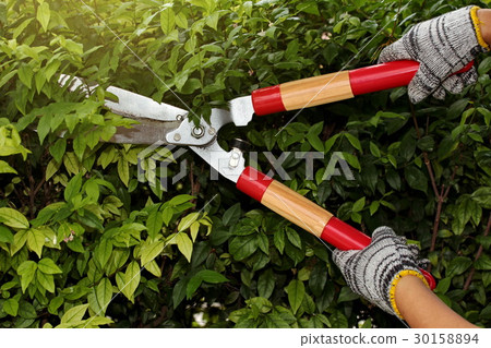 Pruning of ornamental trees. Pruning of ornamental trees. 30158894