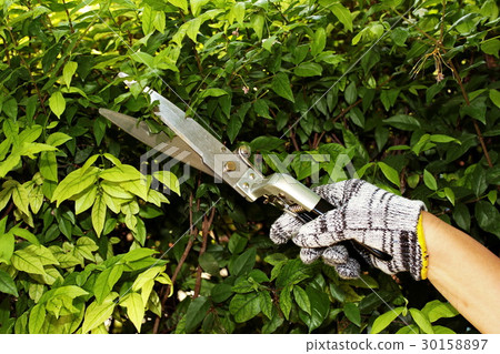 Pruning of ornamental trees. 30158897