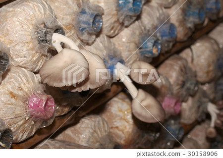 Cultivation of Bhutan Oyster Mushrooms from spawn Cultivation of Bhutan Oyster Mushrooms from spawn 30158906