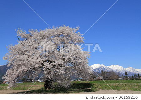 在大町市長野縣的Suma的一棵櫻花樹 在大町市長野縣的Suma的一棵櫻花樹 30159216