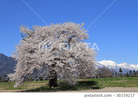 One cherry tree of Suma in Omachi shi Nagano prefecture One cherry tree of Suma in Omachi shi Nagano prefecture 30159217