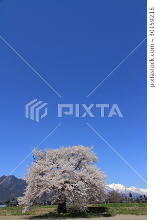 One cherry tree of Suma in Omachi shi Nagano prefecture 30159218