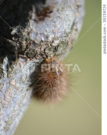 Caterpillar, larvae of Stony monster bitter 30159724