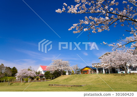 [Kamogawa City, Chiba] Cherry blossoms at Uomizuka Issenbakouen 30160420