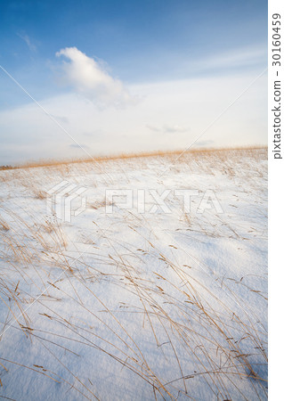 Snow on a hillside with yellow grass in winter 30160459