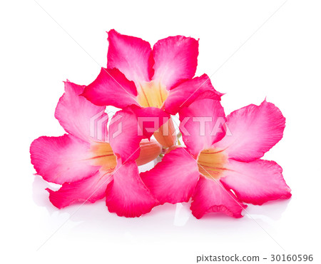 Pink Desert Rose Flower on white background 30160596