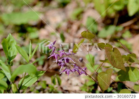 Freshwater leek Freshwater leek 30160729