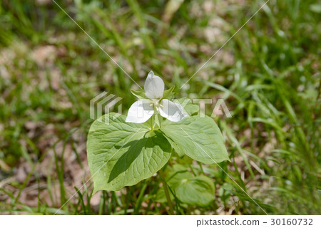 恩里克湯 30160732