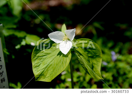 Enrique soup 30160733