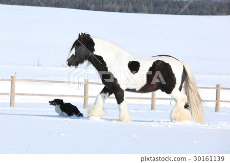 Amazing irish cob in winter Amazing irish cob in winter 30161139
