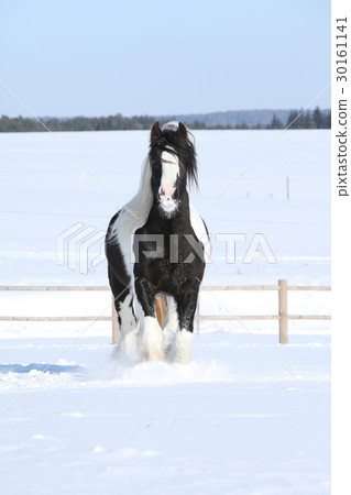 Amazing irish cob in winter Amazing irish cob in winter 30161141