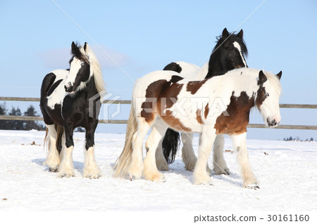 Beautiful irish cobs in winter 30161160