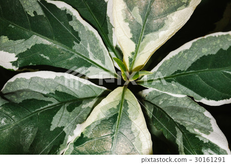 High resolution Green Leaves Background Texture 30161291