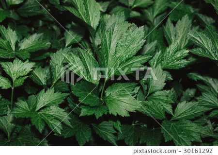 High resolution Green Leaves Background Texture High resolution Green Leaves Background Texture 30161292