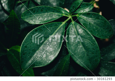 High resolution Green Leaves Background Texture 30161293