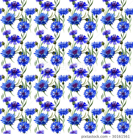 Wildflower carnation flower pattern in a 30161561