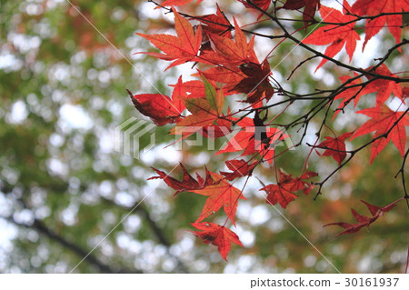 Autumn leaves Autumn leaves 30161937