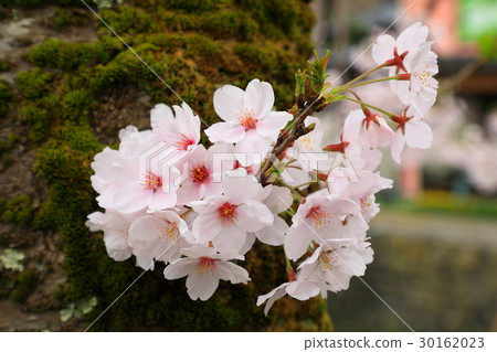 櫻花-2017-2 櫻花-2017-2 30162023