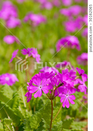 Primula 30162065
