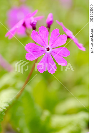 報春花 報春花 30162069