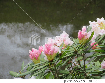 A flower of a flower of a flower of rain 30162116