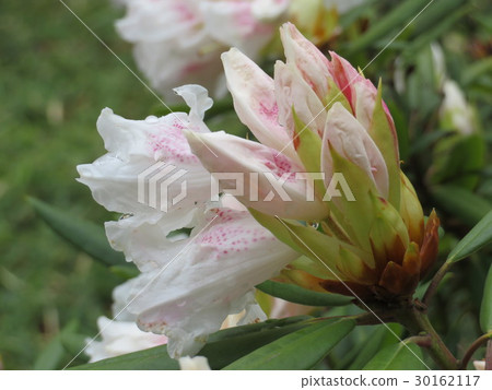 A flower of a flower of a flower of rain 30162117