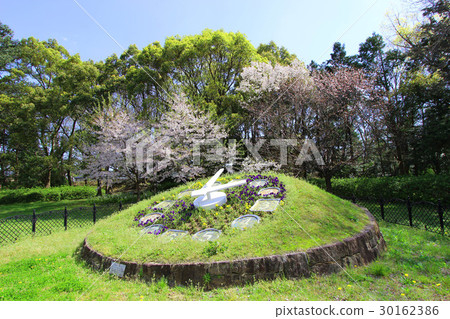 Toyohashi Park花鐘 30162386