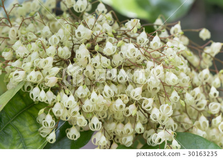 Ping pong trees Ping pong trees 30163235