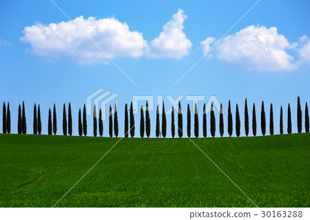 tuscany landscape with cypress alley tuscany landscape with cypress alley 30163288