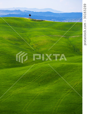 Typical Tuscan landscape - green waves 30163289
