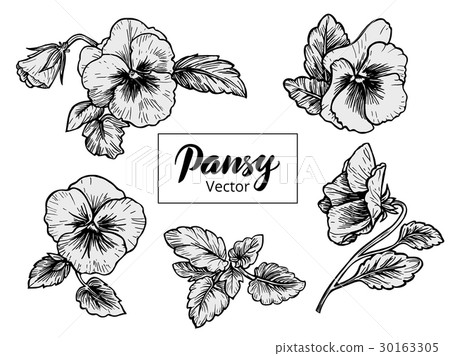 Hand drawn pansy flowers 30163305
