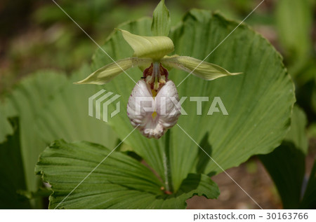 Kumagaiishou · Kumagaya grass 30163766