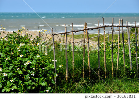 風景 海 花 白花 圍籬 夏天 藍 大花咸豐草 海洋 大海 小白花 海邊 草 風景 海 花 白花 圍籬 夏天 藍 大花咸豐草 海洋 大海 小白花 海邊 草 30163831