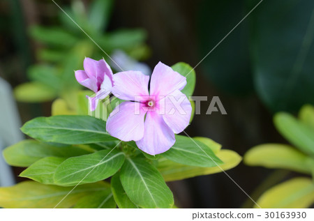 Nichinichi和每日草 Nichinichi和每日草 30163930