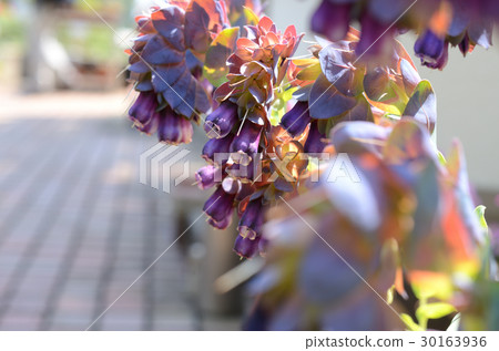 Serinth, Pride of Gibraltar 30163936