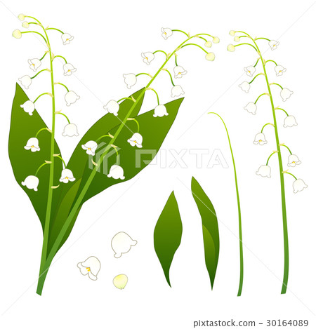 White Lily of the Valley. Vector Illustration 30164089