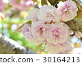 SATO ZAKURA 30164213